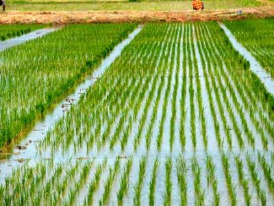 رکورد رشد تولید برنج شکسته شد/دیگر نیازی به واردات نیست