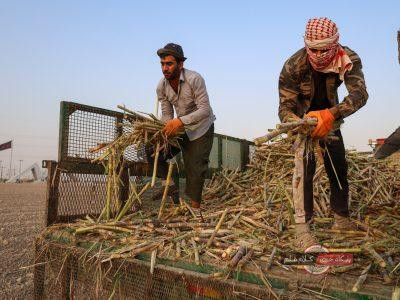 مدیرعامل شرکت توسعه نیشکر و صنایع جانبی خبر داد: پیشرفت ۶۵ درصدی عملیات کشت نیشکر / ارقام کشت‌شده با شرایط اقلیمی خوزستان سازگارند